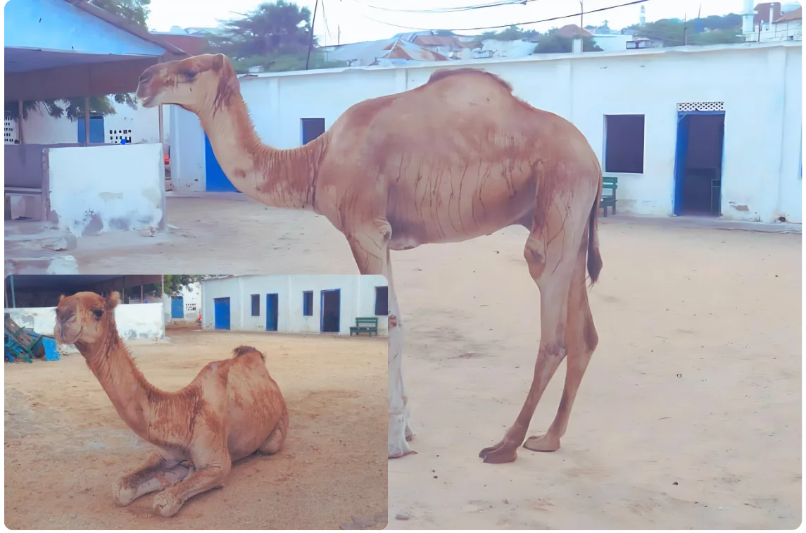 مشروع الأضاحي